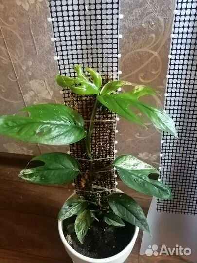 Тотемы, опора для растений