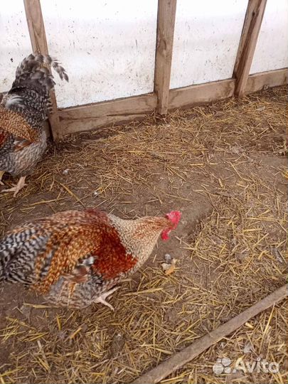 Петухи Бельфельдер