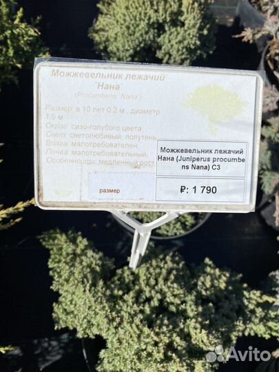 Можжевельник лежачий Нана