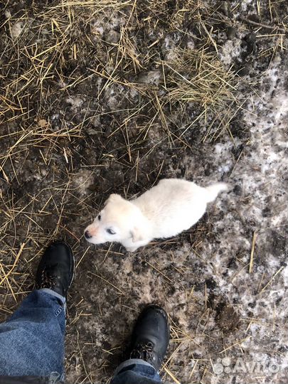 Отлам щенков