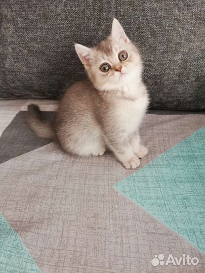 Шотландский котёнок