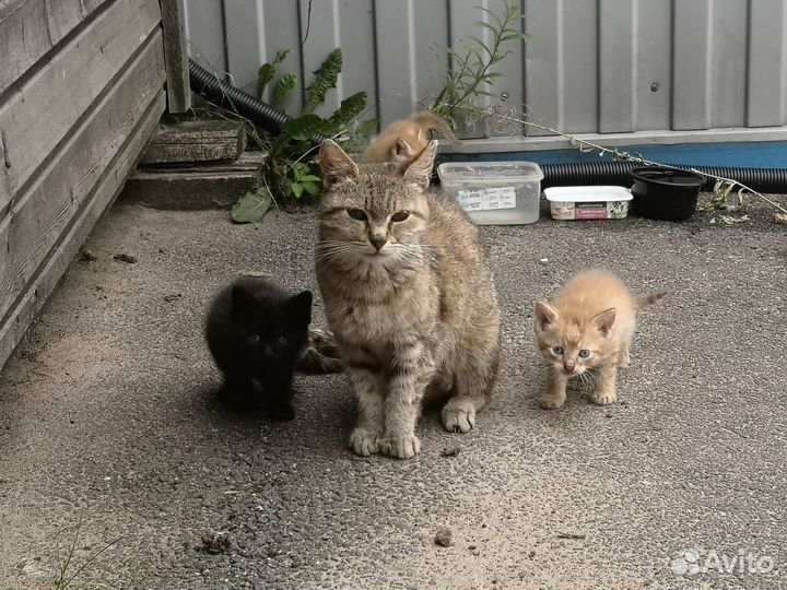 Котята в добрые руки
