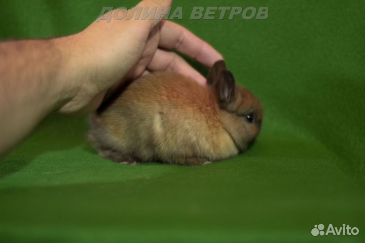 Кролик девочка 200 граммов карликовый минор