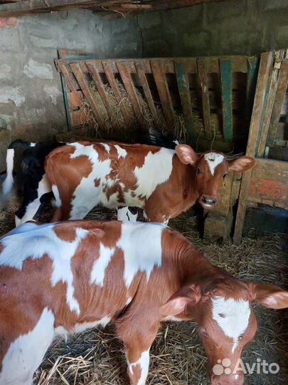 Телята телочки