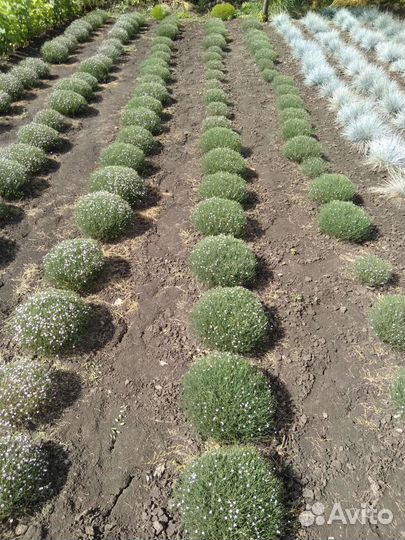 Декоративные растения для сада