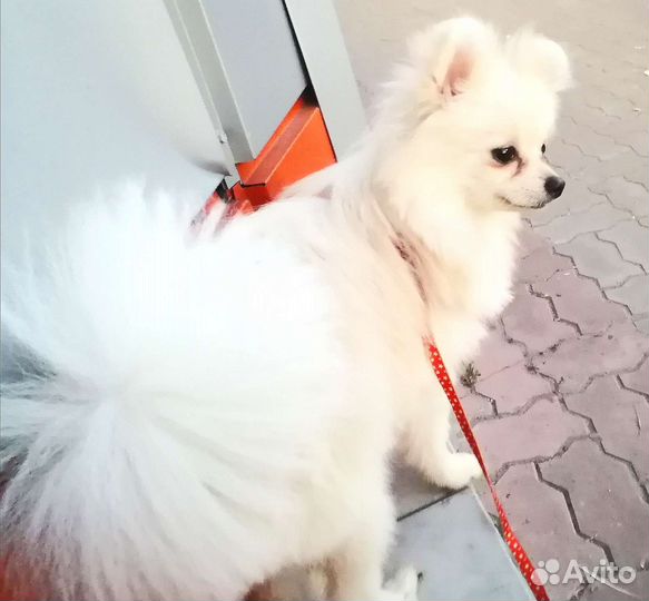 Девочки шпицы