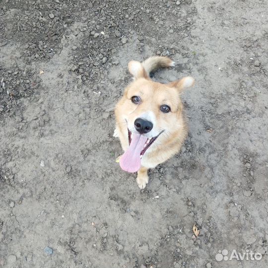 Выгул собак