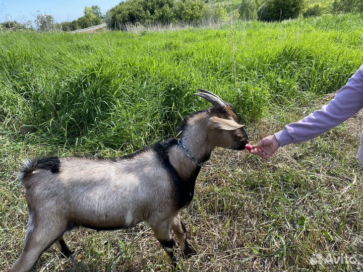 Нубийский козел