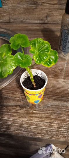 Пеларгония герань