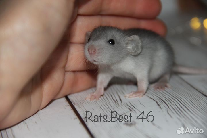 Крысята из питомника