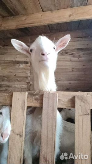 Зааненские козы