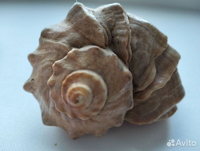 Раковины рапанов