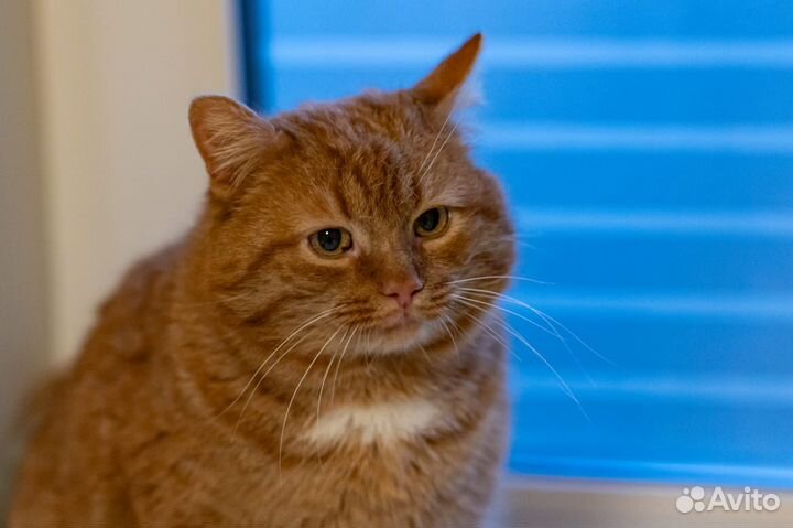 Кастрированный кот