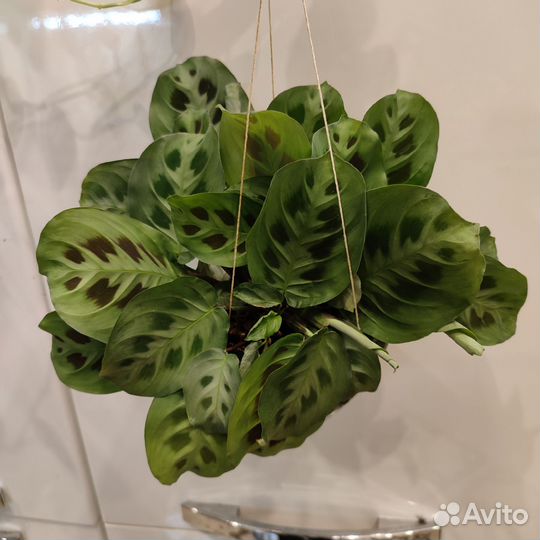 Разные комнатные цветы