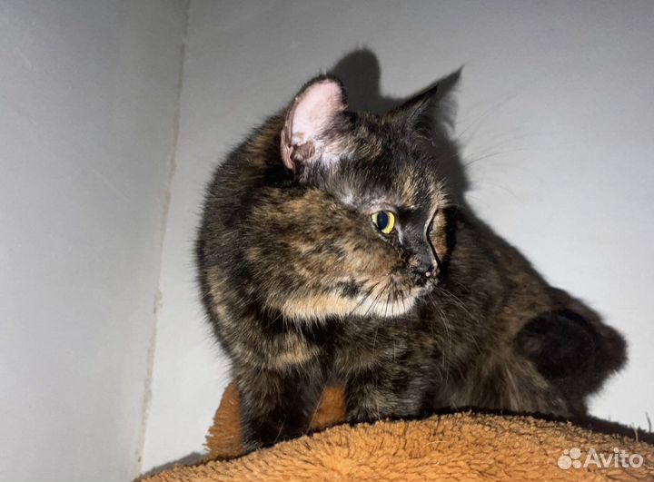 Кошка в дар бесплатно