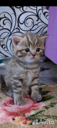 Шотландская