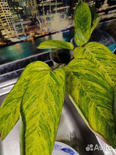 Ктенанта моррена