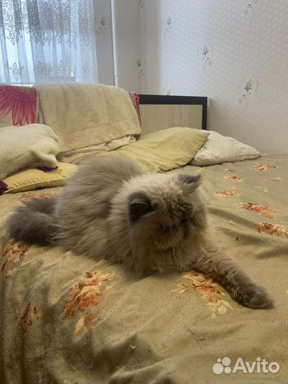 Коты в добрые руки