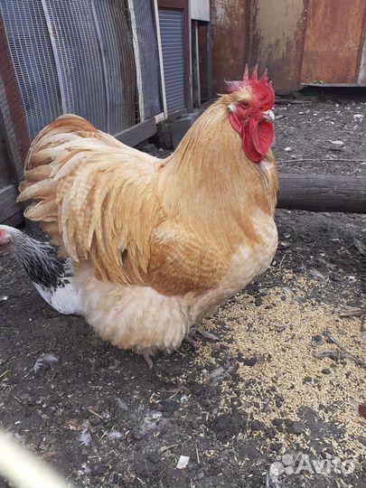 Петухи Брама, Кохинхины