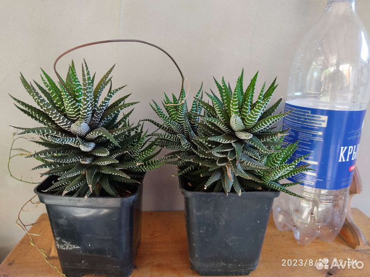 Кактусы и суккуленты