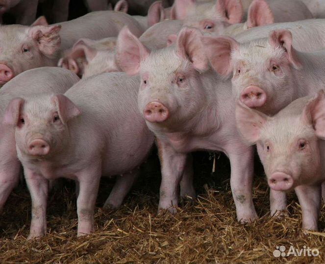 Продам поросят
