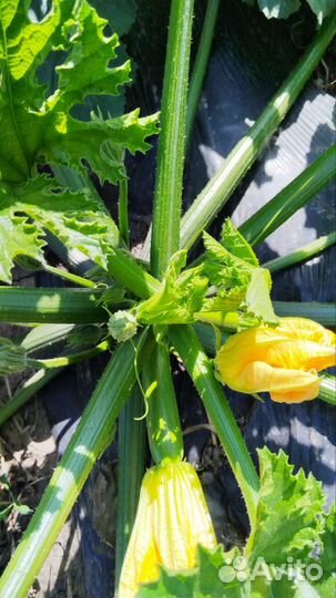 Продам кабачки