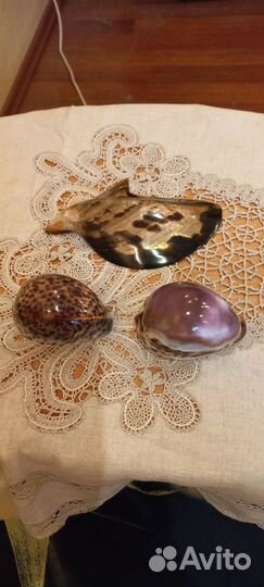 Коллекция морских ракушек