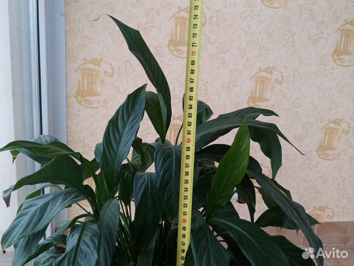 Спатифилум