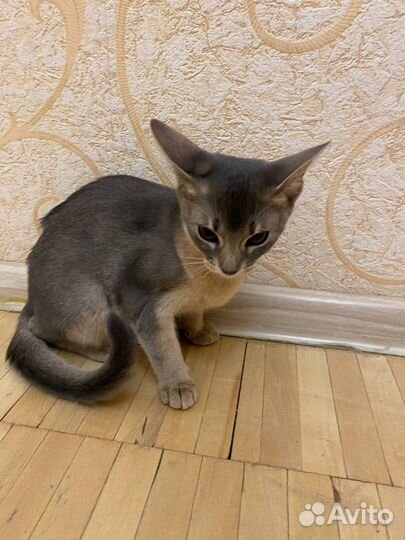 Абиссинская кошка с документами