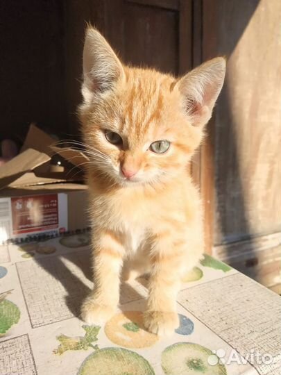 Кошка в дар бесплатно