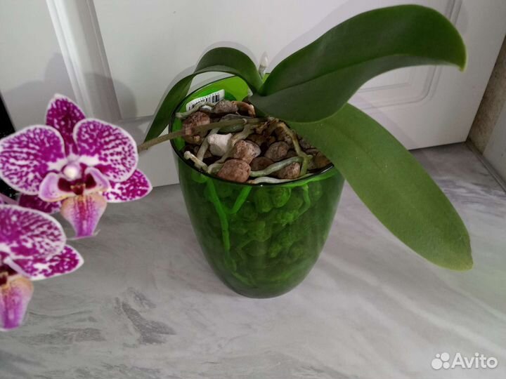 Орхидея фаленопсис