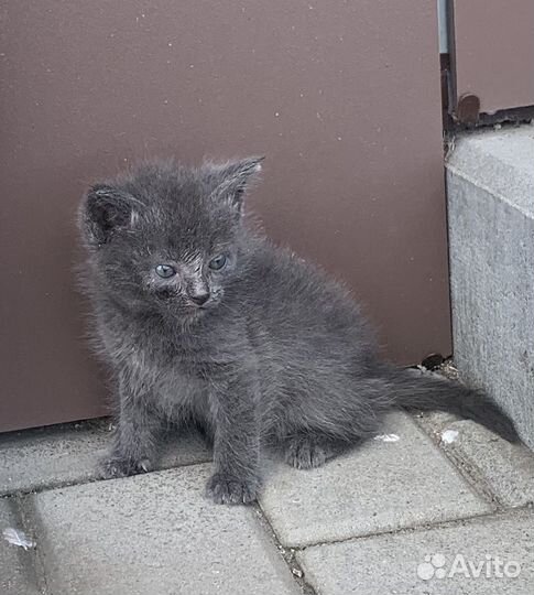 Котенок Дымок