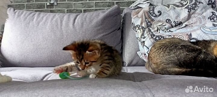 Отдам котят