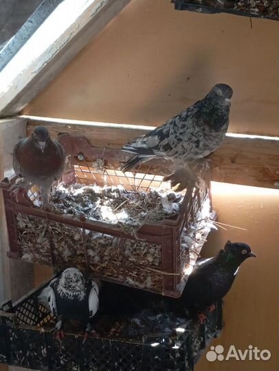 Голуби бакинцы