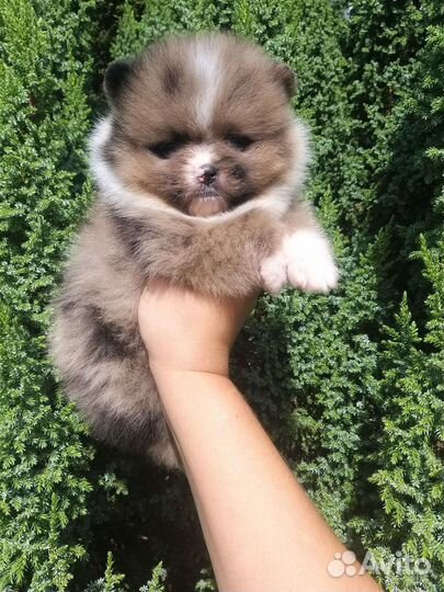 Мальчик Мерле Померанский шпиц