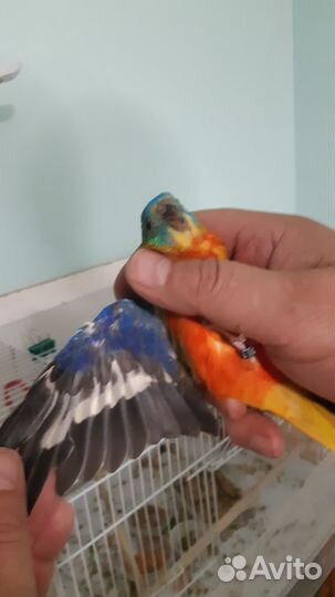 Лазурный травяной попугай