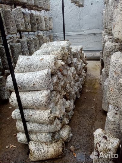 Грибные блоки вешенка отработанные