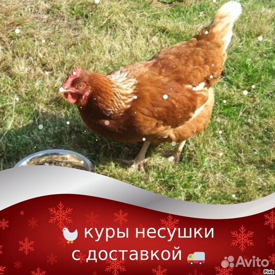 Куры несушки продам