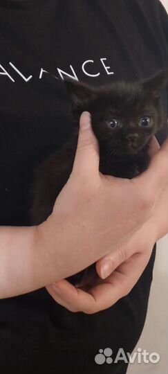 Котята в добрые руки бесплатно