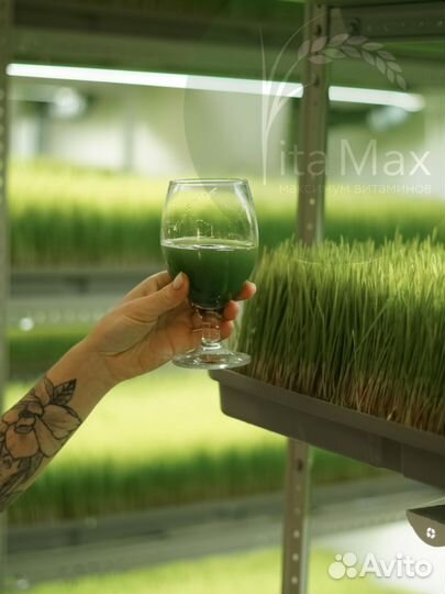 Витграсс, барлейграсс, витрут, броккграсс