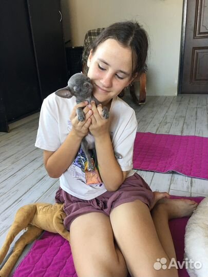 Чихуахуа мини