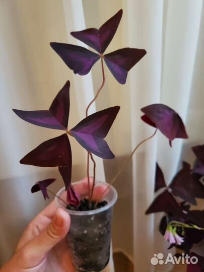 Оксалис кислица