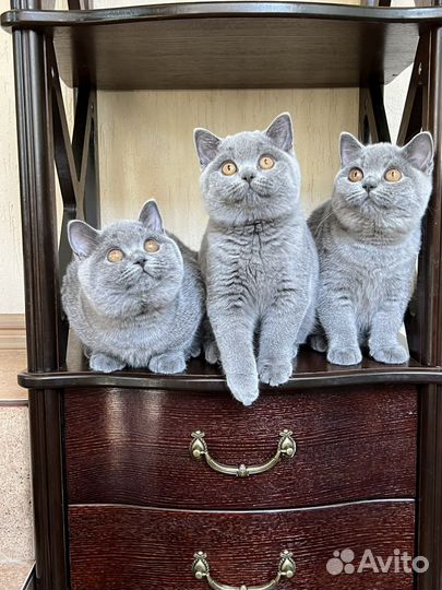 Британские котята