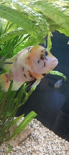 Малавийские цихлиды