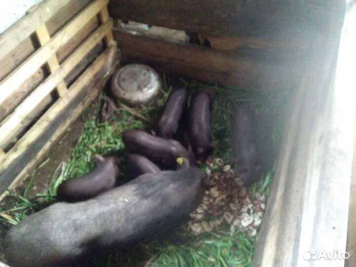 Вьетнамские поросята