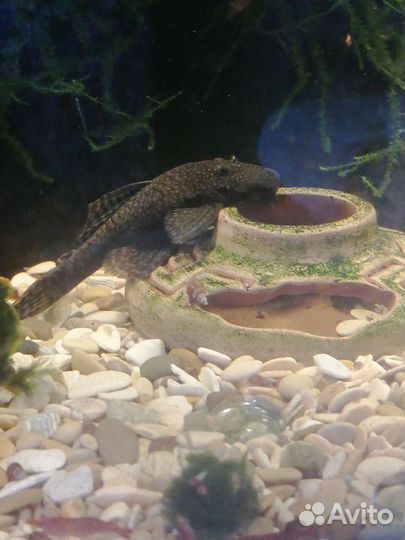 Сом анциструс