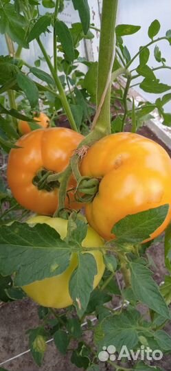 Помидоры домашние