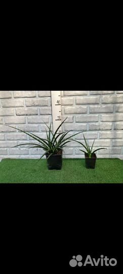 Сансевиерия из питомника растений