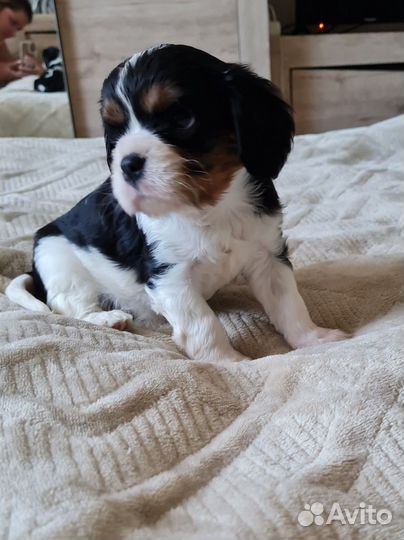 Кавалер кинг чарльз спаниель