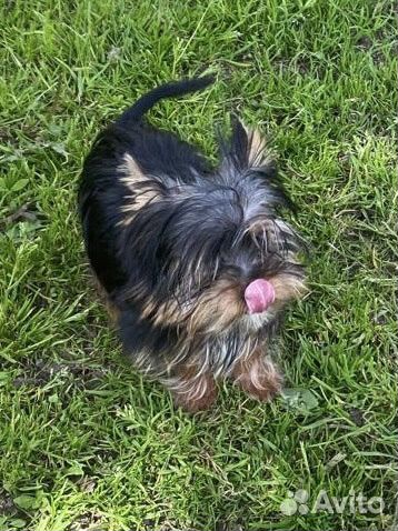 Йоркширский терьер мини